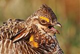 Greater Prairie-Chickenborder=